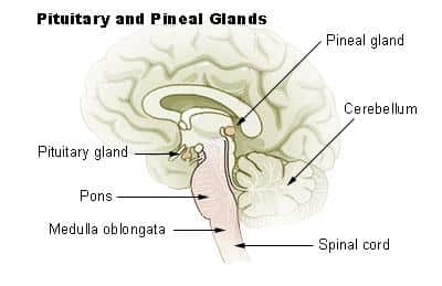 Illu pituitary pineal glands
